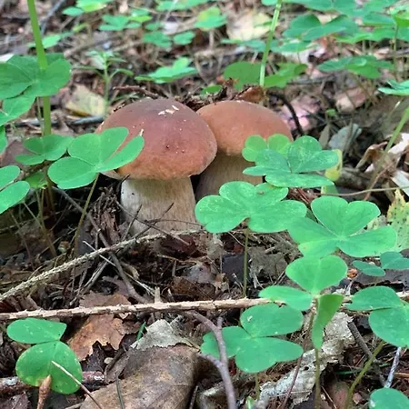 度假居 Swiety Spokoj Laka I Woda Pozezdrze