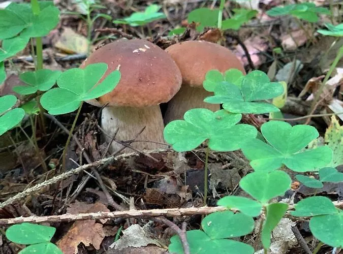 Dom wakacyjny święty Spokój łąka I Woda Pozezdrze