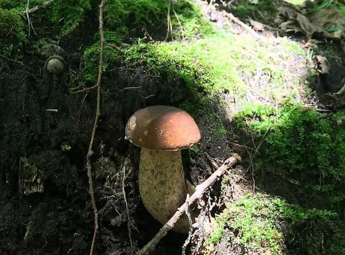 Dom wakacyjny święty Spokój łąka I Woda