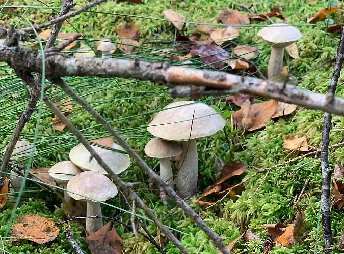 święty Spokój łąka I Woda Dom wakacyjny *