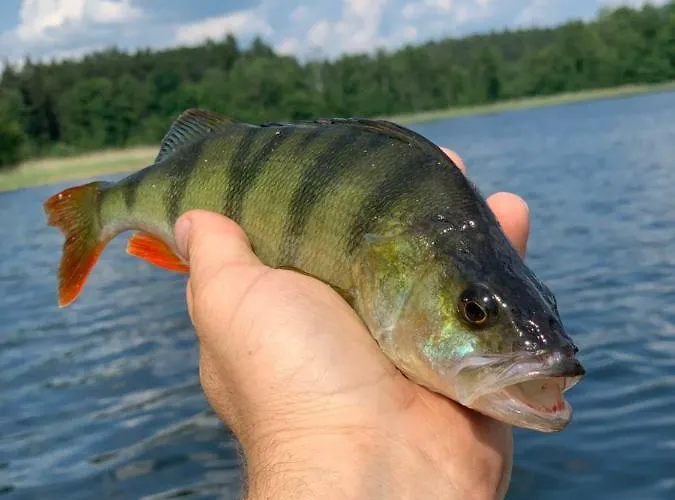 Dom wakacyjny święty Spokój łąka I Woda